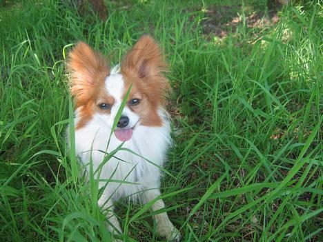 Papillon Rex - 30 grader. Så går jeg i dækning billede 1