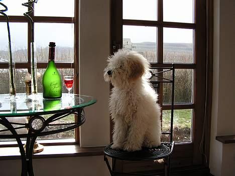 Mellempuddel Snodde billede 10