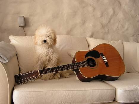 Mellempuddel Snodde billede 11