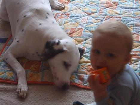 Dalmatiner Perle... Død 03-11-2009 - Venter på en chance for at stjæle hans legetøj... hihi... billede 11