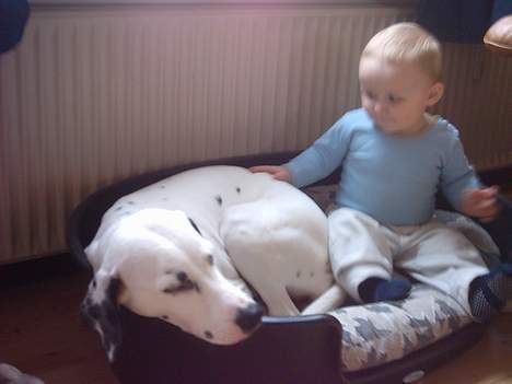 Dalmatiner Perle... Død 03-11-2009 - Kan du ikke bare lægge dig ned så vi kan sove... Jeg er træt, kan du jo nok se... billede 12