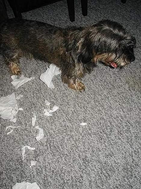 Gravhund Smilla -  Det var hvalpen der legede med papir... billede 6