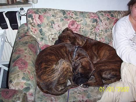 Boxer Aya - Morgen hygge i sofaen billede 3