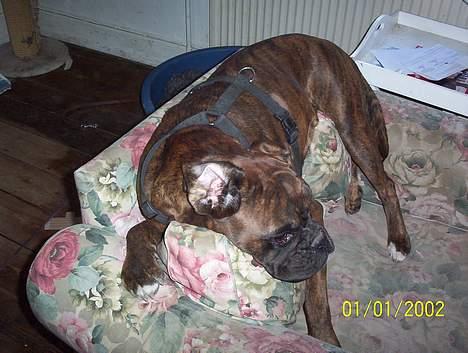 Boxer Aya - Det er MIN stol  billede 4