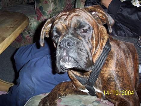 Boxer Aya - Jeg sover altså !!!!! billede 5