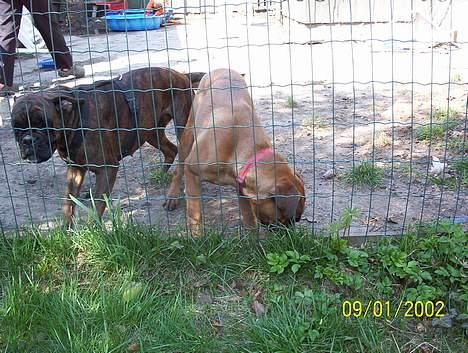 Boxer Aya - LUK os UD !!!! billede 6