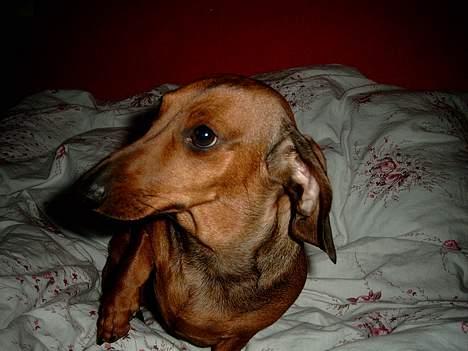 Gravhund Fiffig Jørgensen billede 5