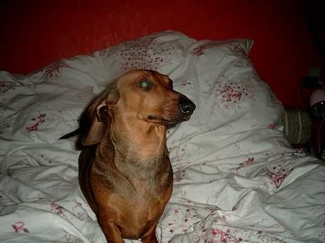 Gravhund Fiffig Jørgensen billede 6