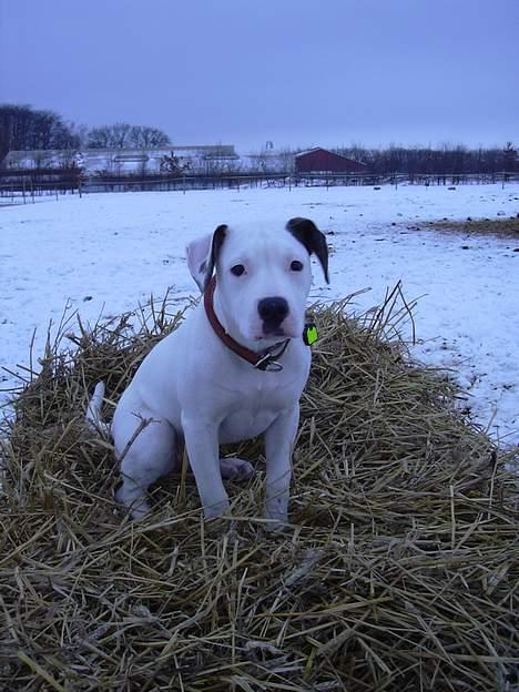 Amerikansk bulldog Razzia - Bruu det lidt koldt billede 5