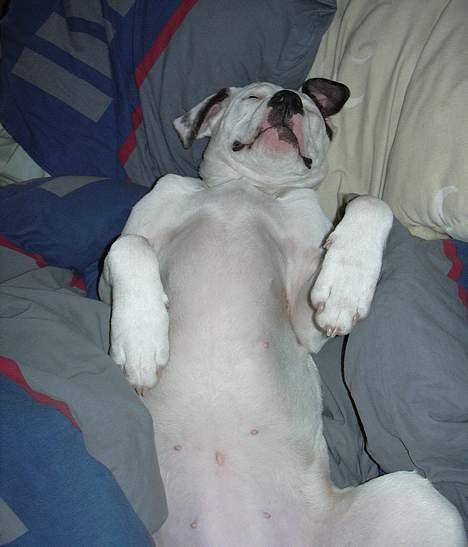 Amerikansk bulldog Razzia - Hey jeg sover billede 6