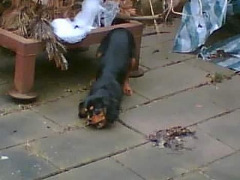 Cavalier king charles spaniel zimba billede 8