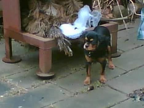 Cavalier king charles spaniel zimba billede 9