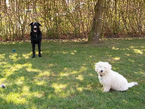 Bichon à poil frisé Nicky, Bor hos svigermor billede 13