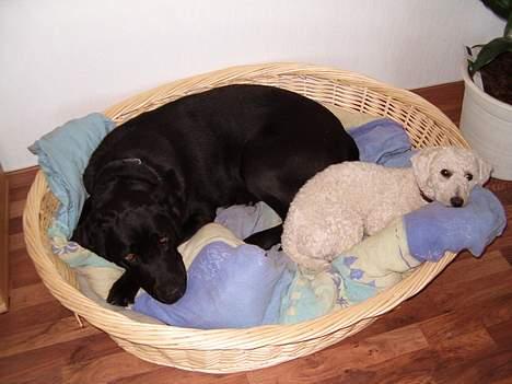 Bichon à poil frisé Nicky, Bor hos svigermor billede 14