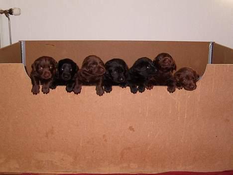 Blanding af racer Rex, ***Solgt*** - 7 af Rex´s 10 søskende billede 12