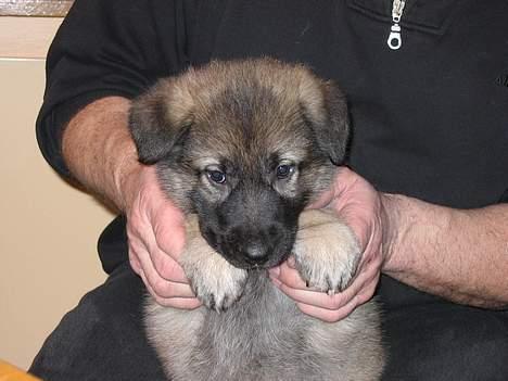 Schæferhund Ni-Busa's Djeannie - Djeannie hos opdrætteren, da vi skulle have hende med hjem.. billede 6