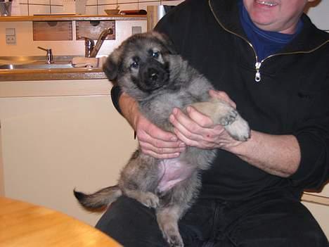 Schæferhund Ni-Busa's Djeannie - "Slip mig... Jeg har faktisk vigtigere ting at lave end at sidde her..." billede 7