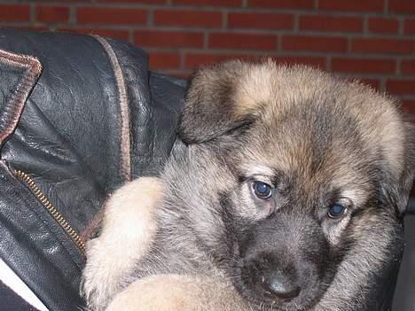 Schæferhund Ni-Busa's Djeannie billede 8