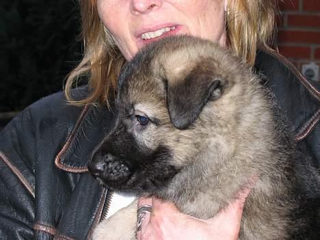 Schæferhund Ni-Busa's Djeannie - " Er jeg ikke en lille nusser...??" billede 9