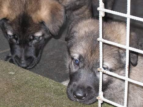 Schæferhund Ni-Busa's Djeannie - Her er jeg sammen med en af mine søskende... billede 10