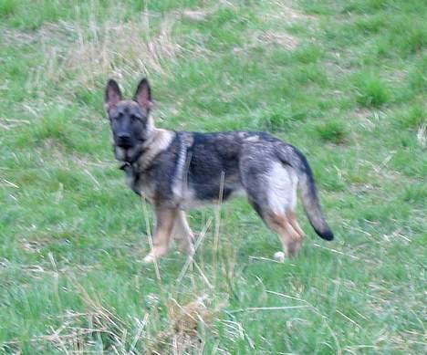 Schæferhund Ni-Busa's Djeannie - "sagde du noget?" Jeg er ikke så gammel... =0) billede 11