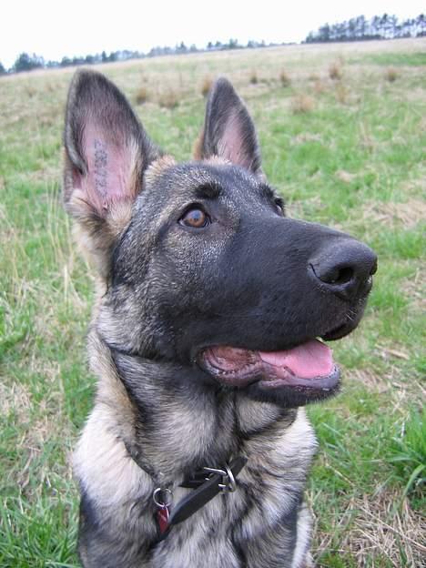 Schæferhund Ni-Busa's Djeannie - Hej moar... Se lige en kontakt.. Kommer der så snart en bold eller nogle guffer...?? billede 12