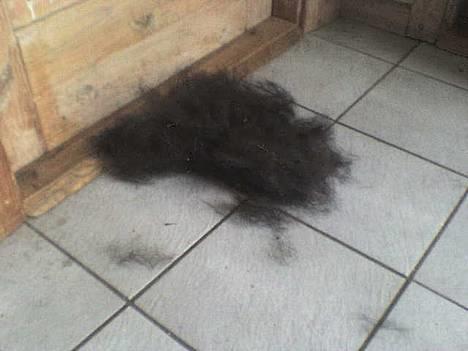 Blanding af racer Zenta - Zenta fælder!!! billede 15