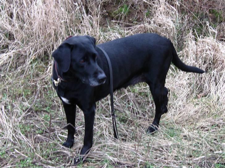 Blanding af racer Zenta - Hmm.. var der noget.. billede 16