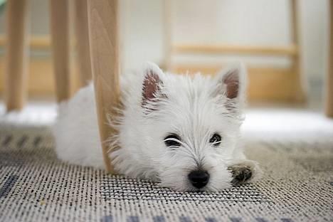 West highland white terrier Luna - Er jeg ikke bare smuk!! billede 16