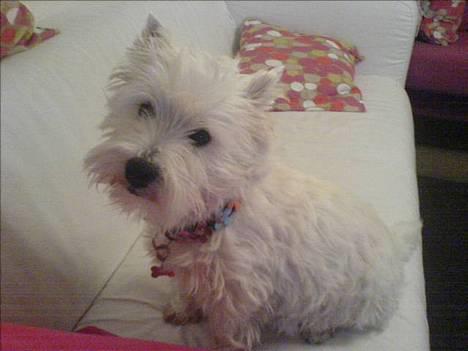 West highland white terrier Luna billede 17