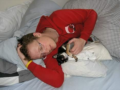 Chihuahua Tyson billede 9