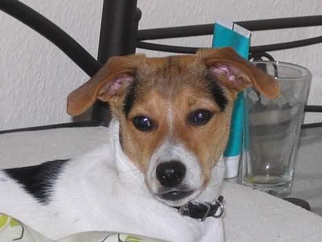 Dansk svensk gaardhund Rita (DØD 02.02.07) - Her er jeg så gået i seng ( få dage efter vi har fået hende) billede 1