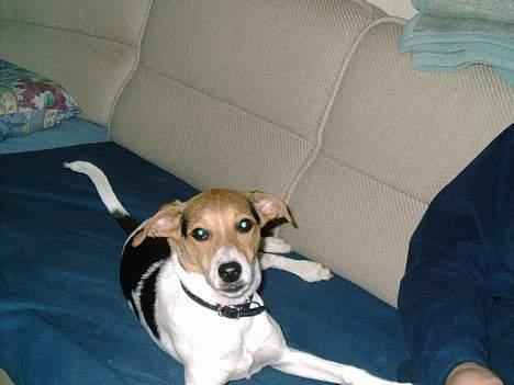 Dansk svensk gaardhund Rita (DØD 02.02.07) - Bare mig i en sofa billede 2