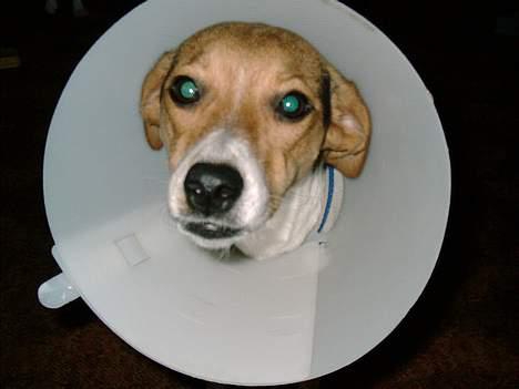 Dansk svensk gaardhund Rita (DØD 02.02.07) - Er jeg ikke bare sååå smuk med krave billede 3