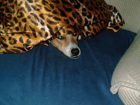 Dansk svensk gaardhund Rita (DØD 02.02.07) - ÅHHH nej nu skal far igen høre den cd billede 4