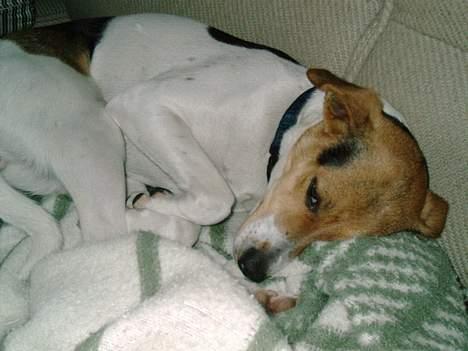 Dansk svensk gaardhund Rita (DØD 02.02.07) - Sovetid igen billede 5