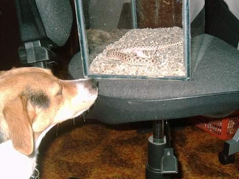 Dansk svensk gaardhund Rita (DØD 02.02.07) - Hej slange, skal vi mundhugges billede 6