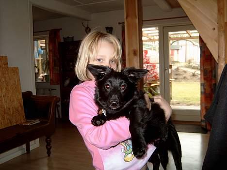 Blanding af racer Bølle solgt til ex konen billede 17