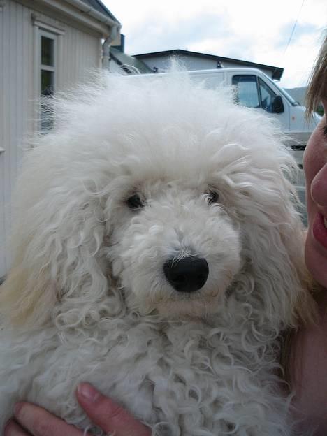 Mellempuddel Snodde billede 12