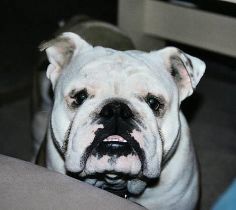 Engelsk bulldog Alfred billede 1