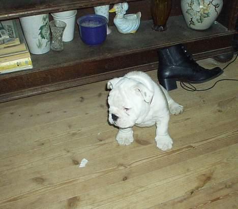 Engelsk bulldog Alfred billede 2