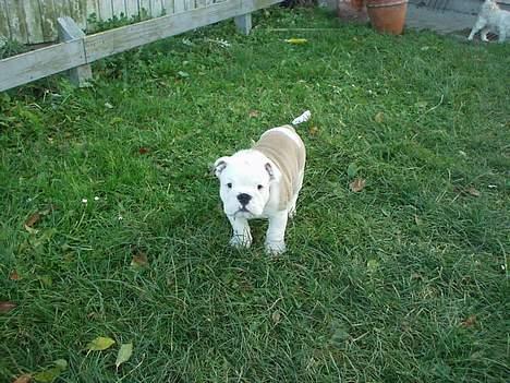 Engelsk bulldog Alfred billede 3