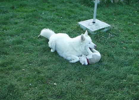 Engelsk bulldog Alfred - Dræberhunden... :D billede 4