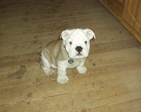 Engelsk bulldog Alfred billede 5