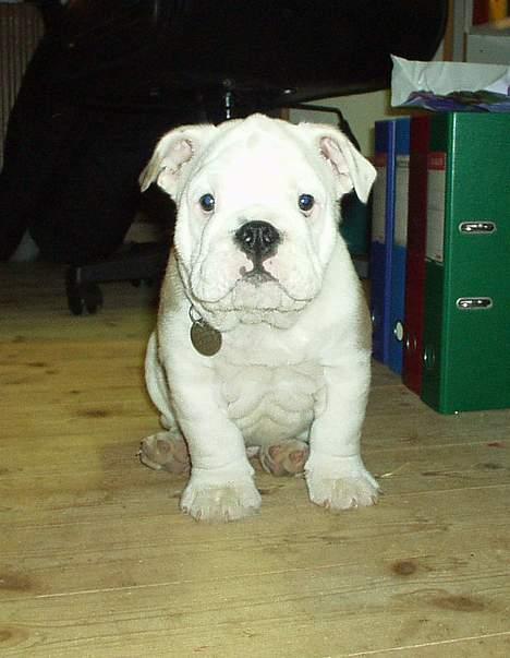 Engelsk bulldog Alfred billede 6