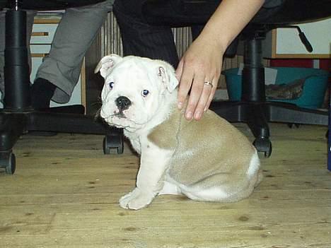 Engelsk bulldog Alfred billede 7