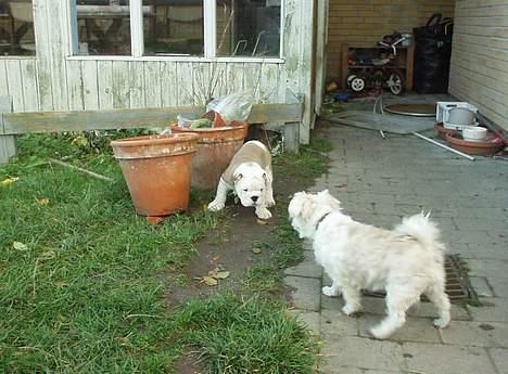 Engelsk bulldog Alfred - Den eneste hanhund jeg stadig har respekt for.. billede 8