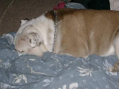 Engelsk bulldog Alfred - Yndlingsstilling... billede 9