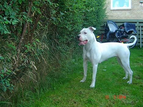 Amerikansk bulldog Freja RIP billede 1