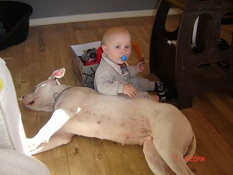 Amerikansk bulldog Freja RIP - Jeg er jo børne venlig. billede 2